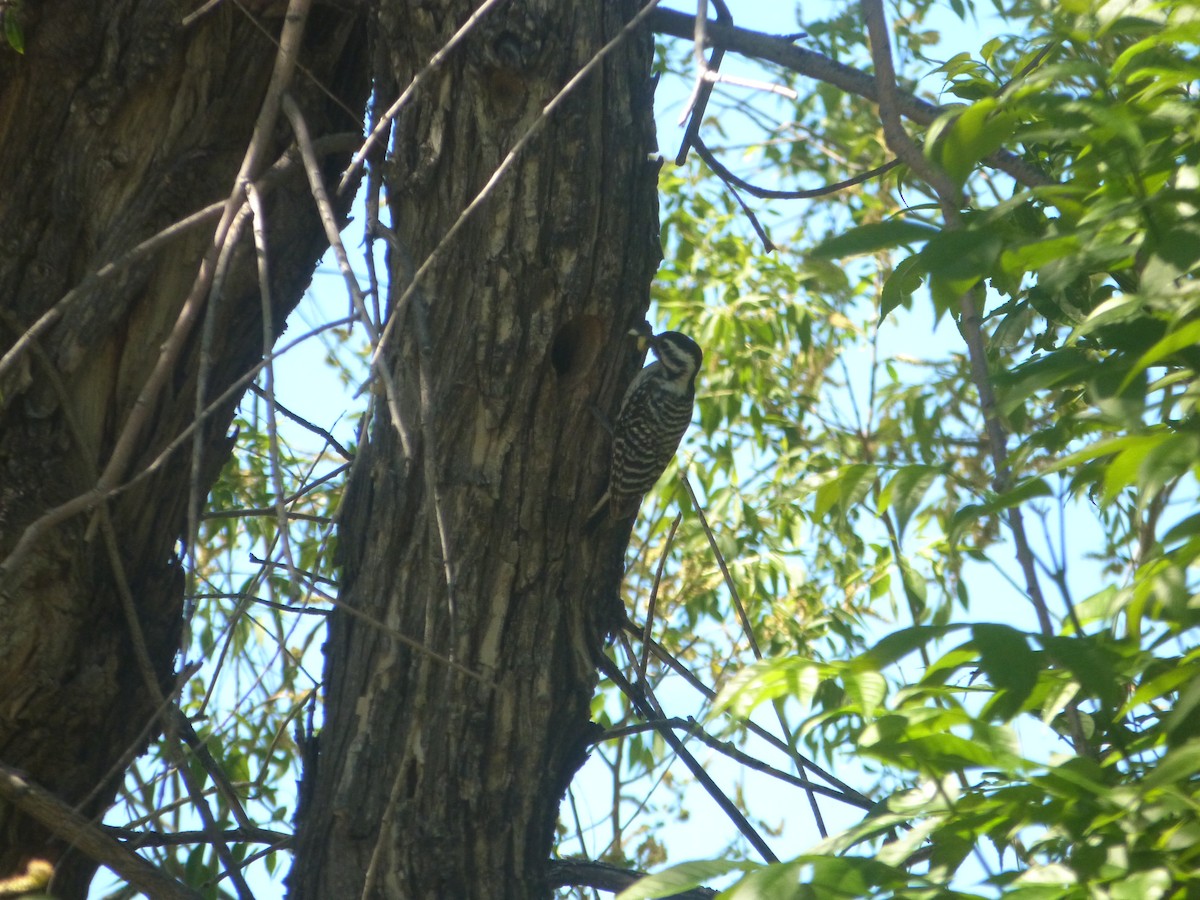 Ladder-backed Woodpecker - Phil Waltz