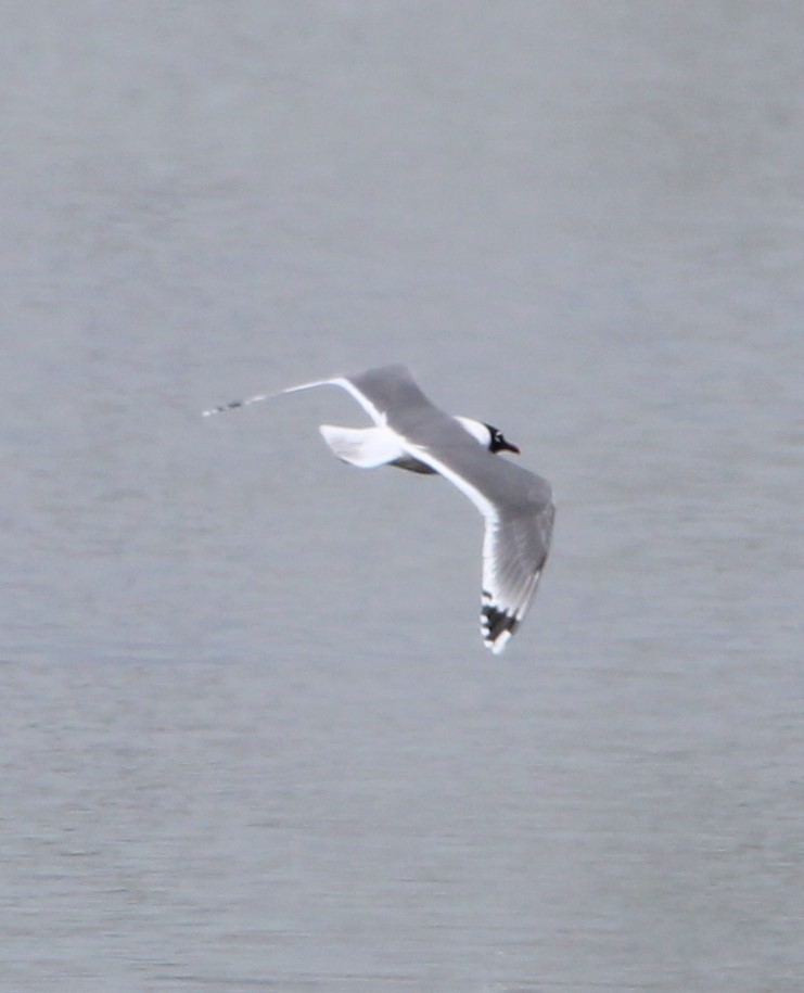 Franklin's Gull - NE Ohio Duck Tracker - JUDY   ( ')>