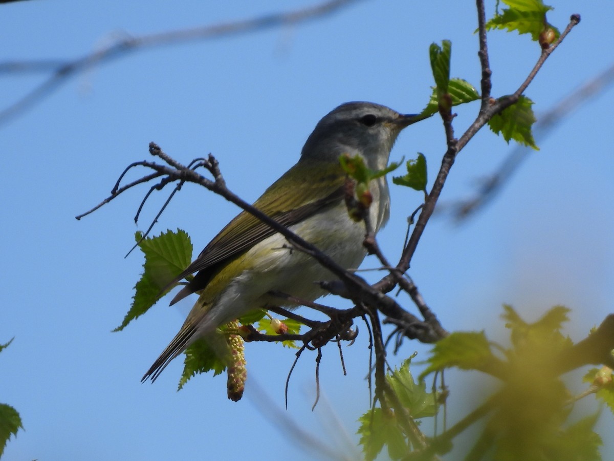 Tennessee Warbler - Rhonda Langelaan