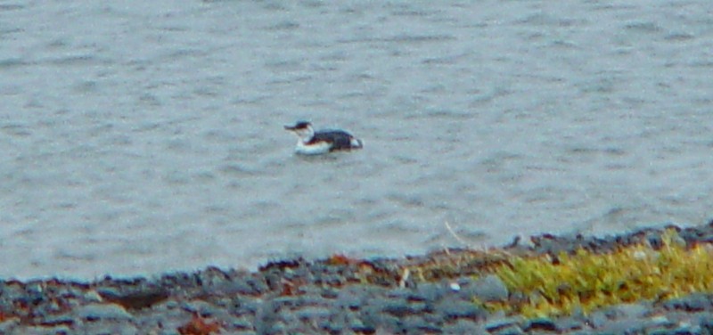 Common Murre - Jeff Chapman