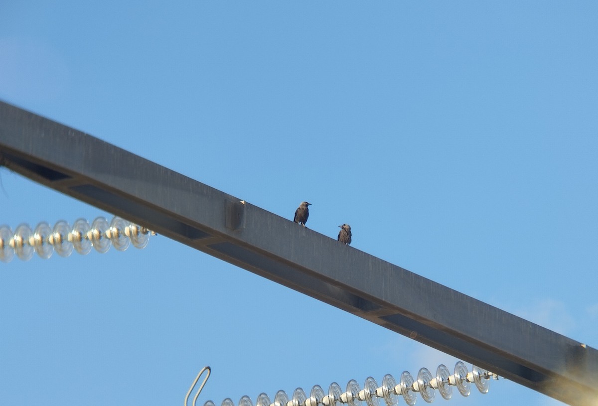 Eurasian Jackdaw - David  Perea Galián