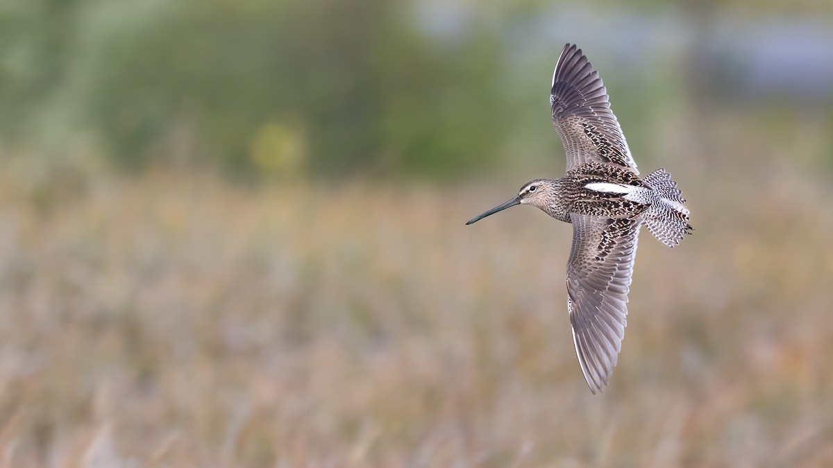 Long-billed Dowitcher - Liam Hutcheson