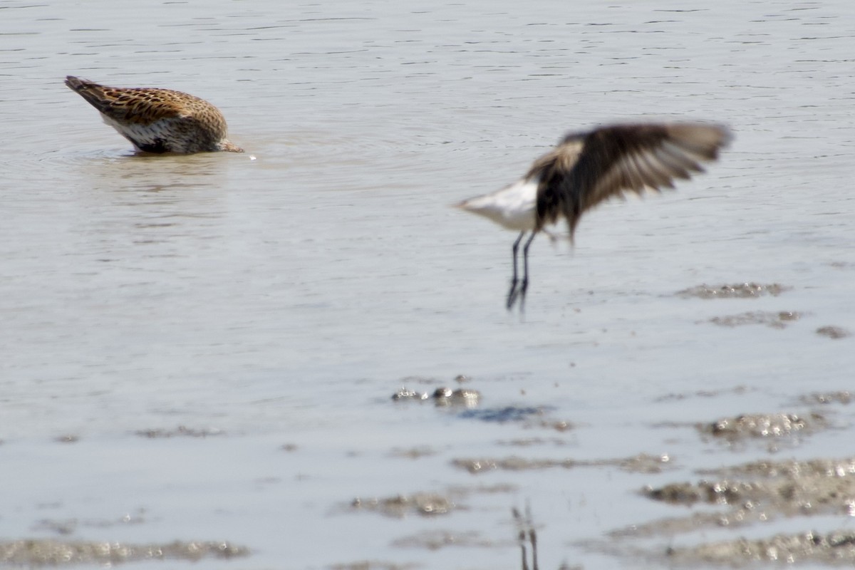 White-rumped Sandpiper - Jerry Horak