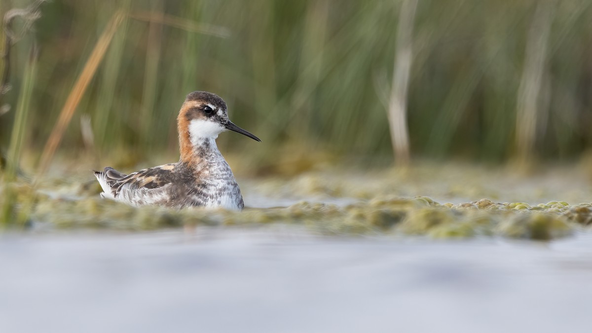 Red-necked Phalarope - Liam Hutcheson