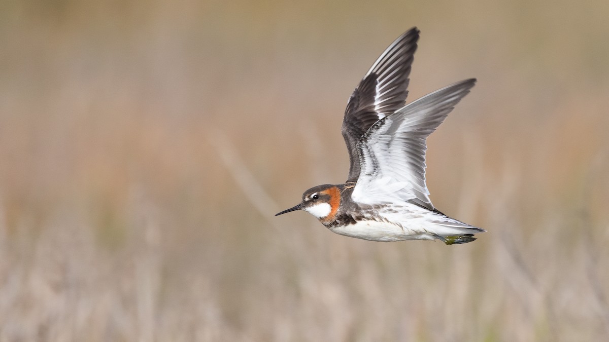 Red-necked Phalarope - Liam Hutcheson