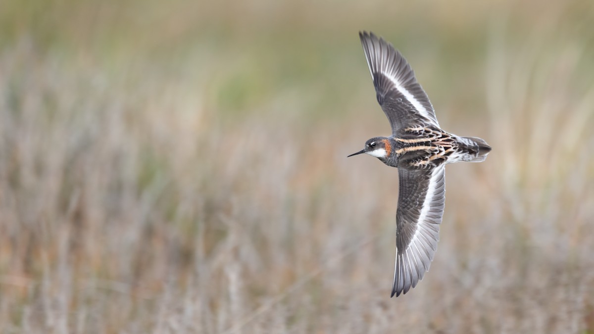 Red-necked Phalarope - Liam Hutcheson