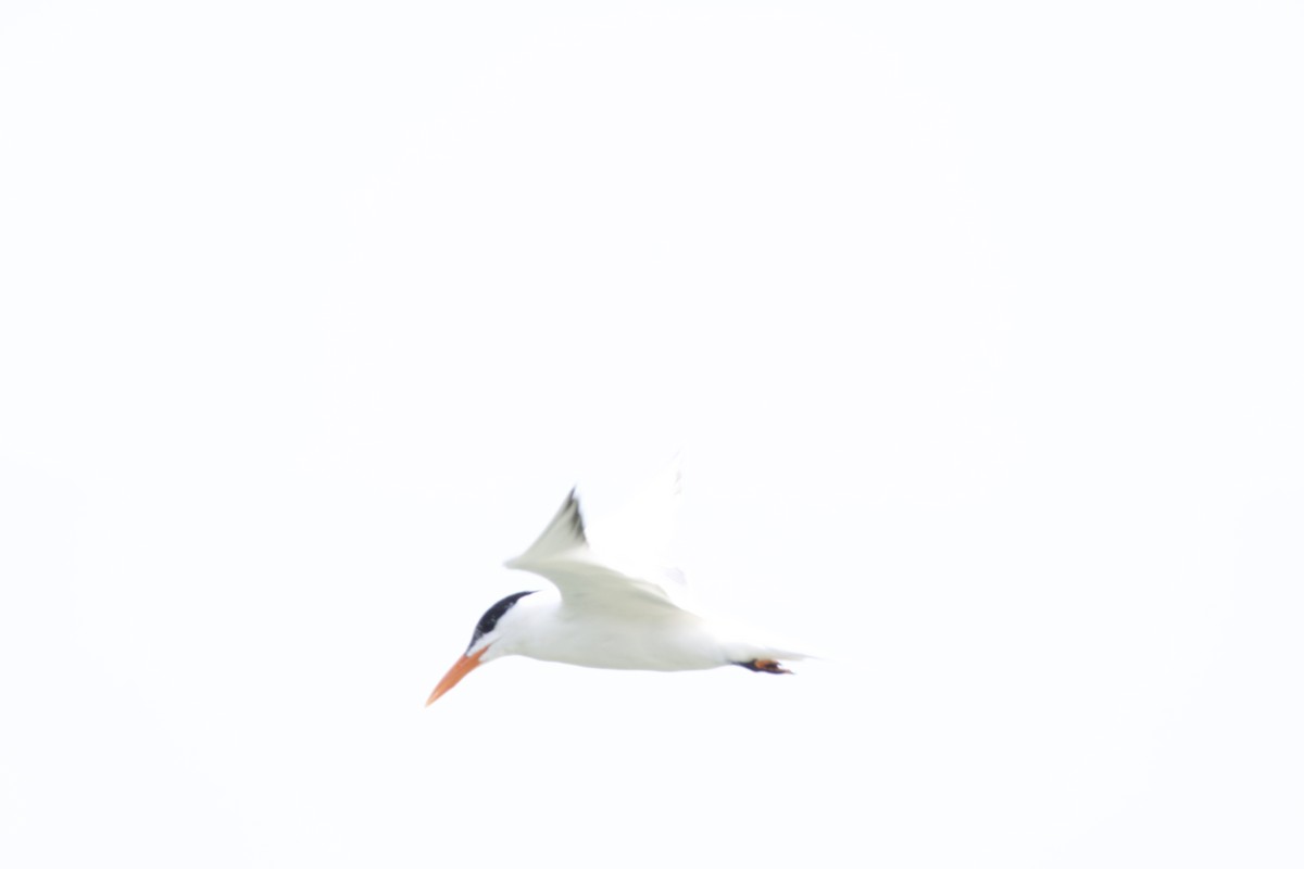 Royal Tern - allie bluestein