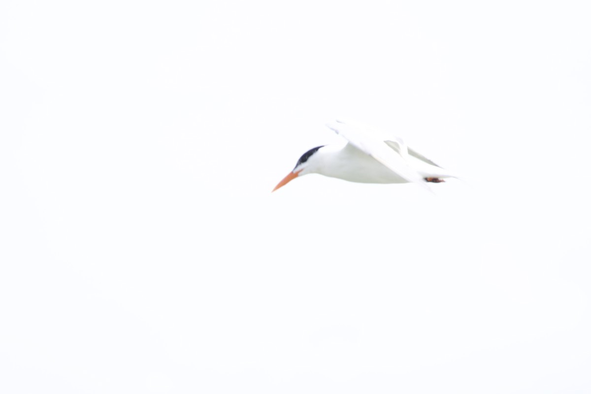 Royal Tern - allie bluestein