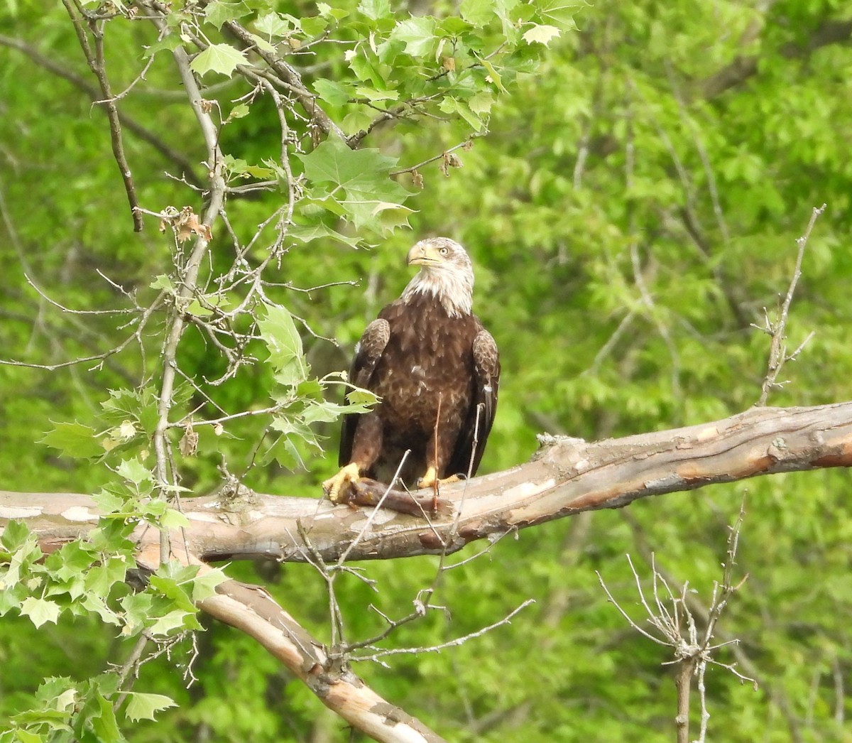 Bald Eagle - Amy Lyyski