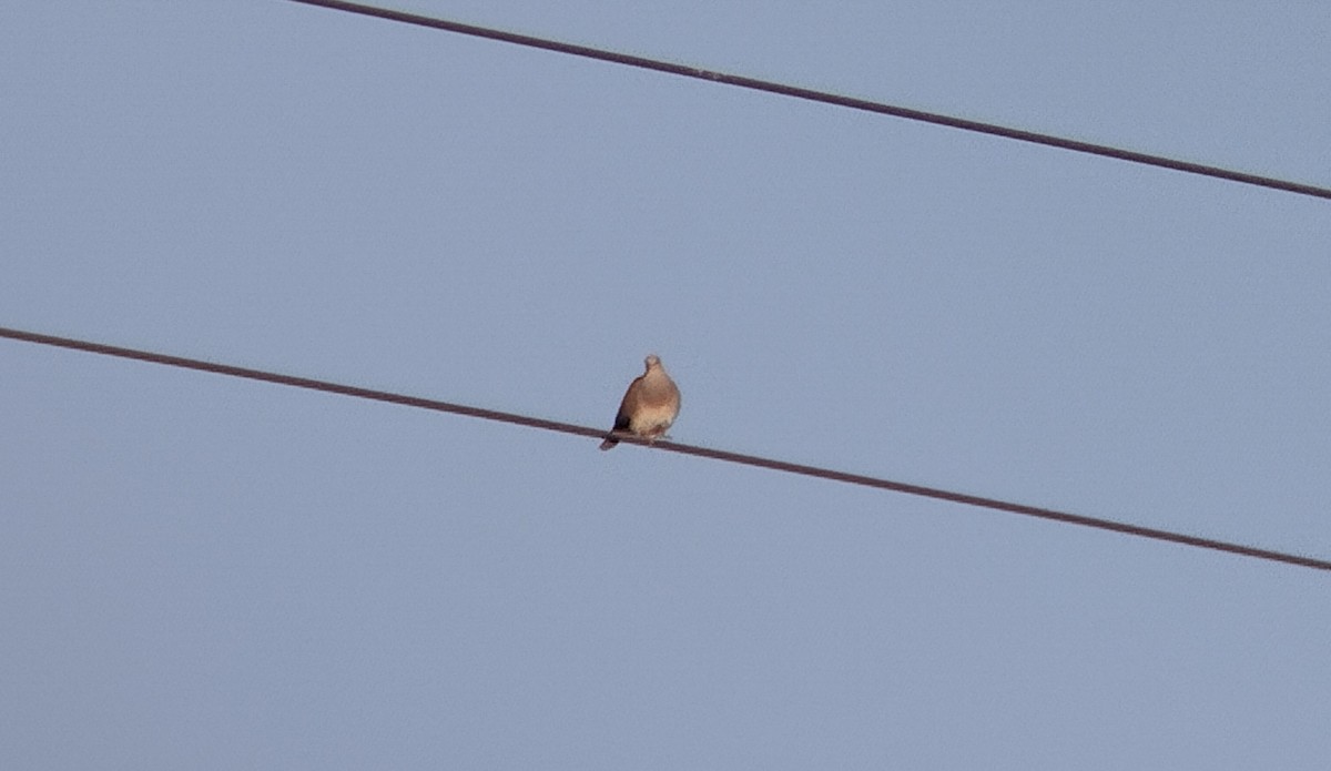 European Turtle-Dove - David  Perea Galián