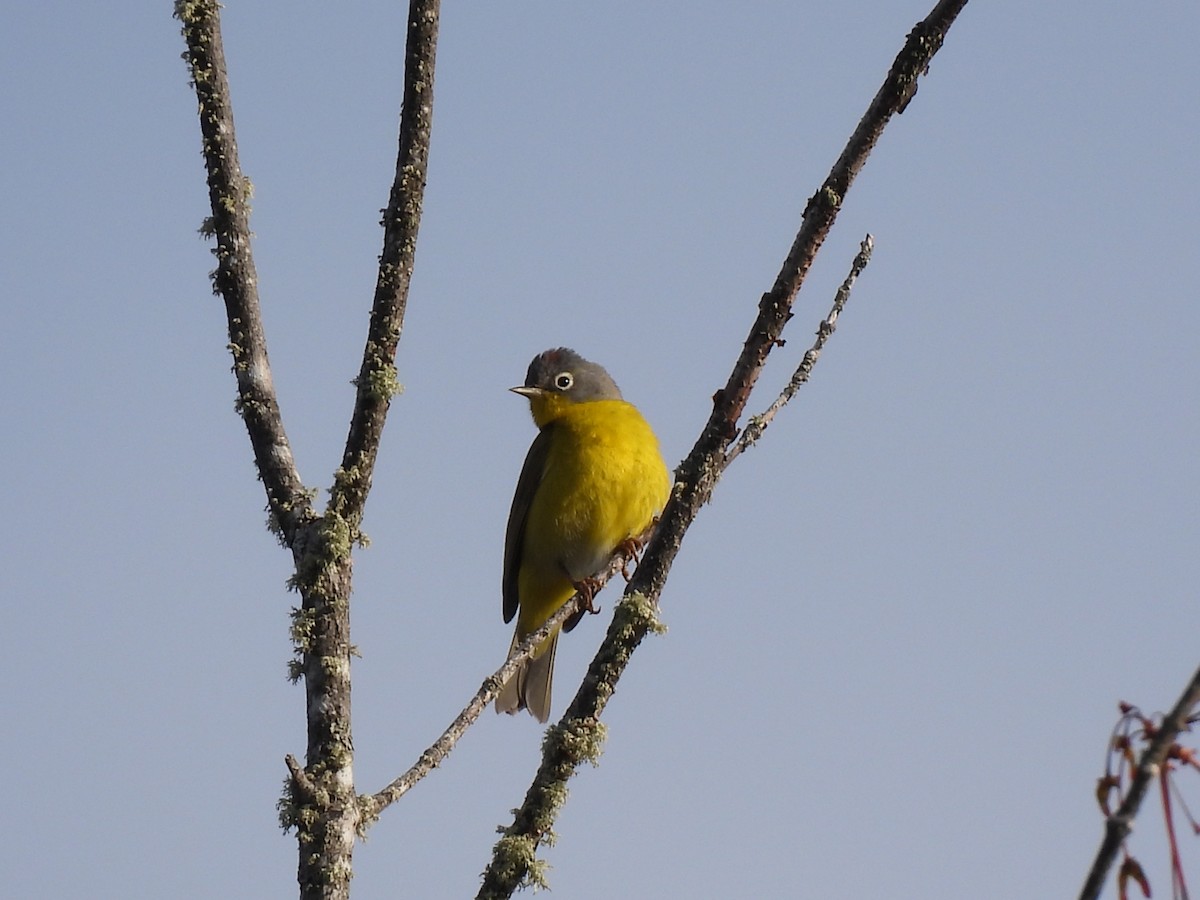 Nashville Warbler - Rhonda Langelaan