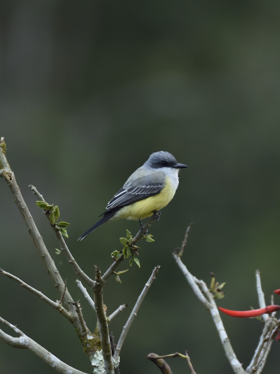 Snowy-throated Kingbird - ML619407511