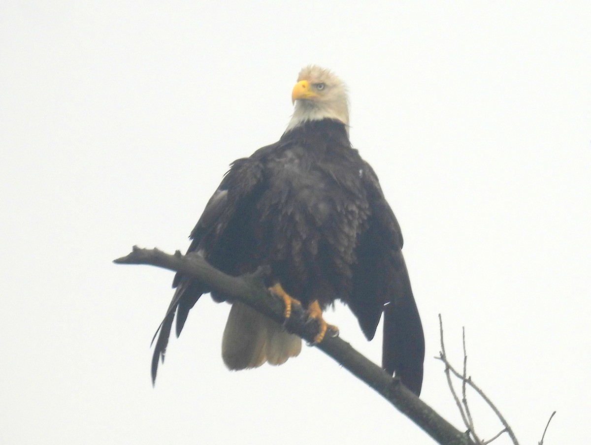 Bald Eagle - ML619407514