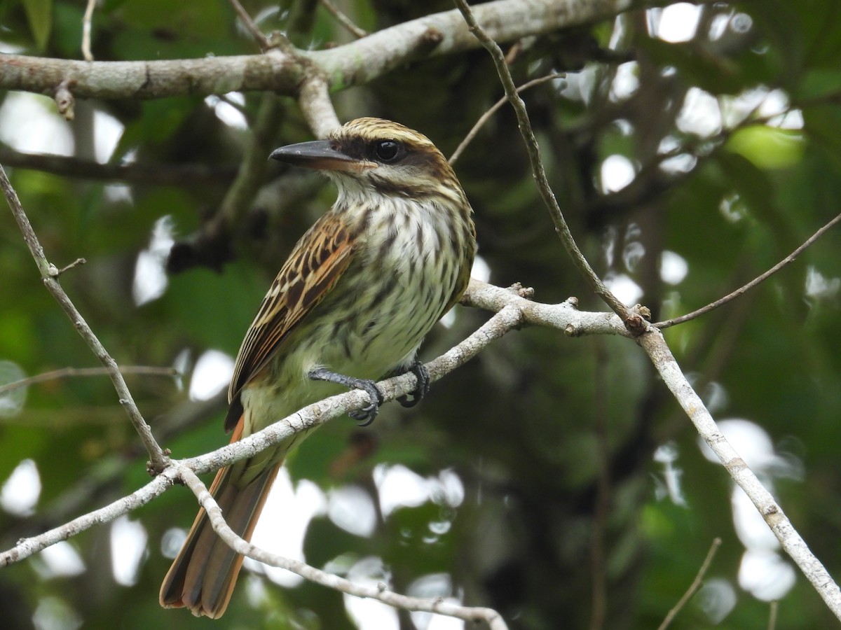 Streaked Flycatcher - Alejandra Pons