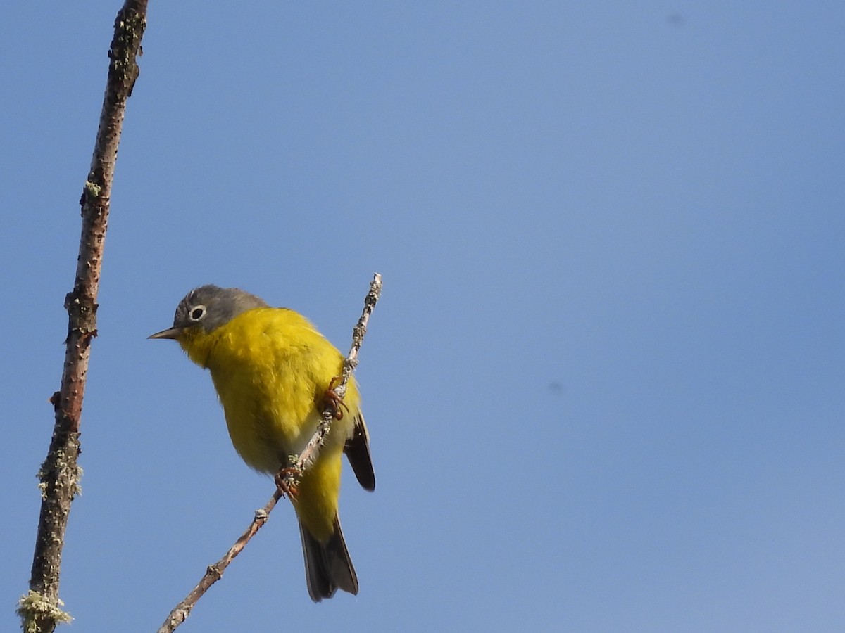 Nashville Warbler - Rhonda Langelaan