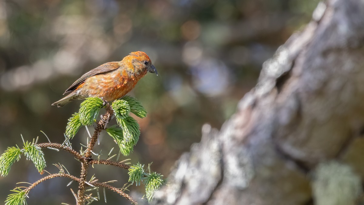 Red Crossbill (Douglas-fir or type 4) - Liam Hutcheson