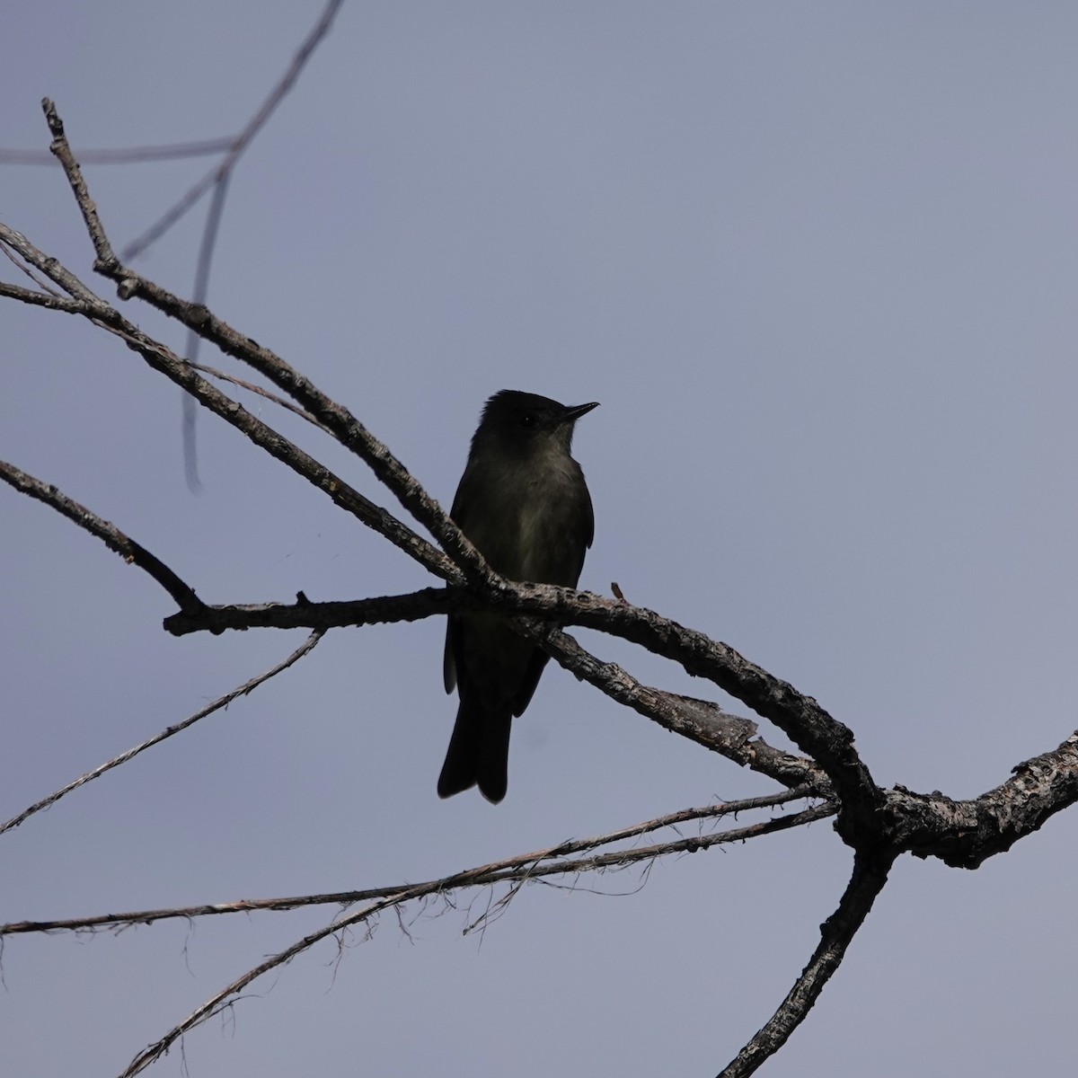 Western Wood-Pewee - George Ho