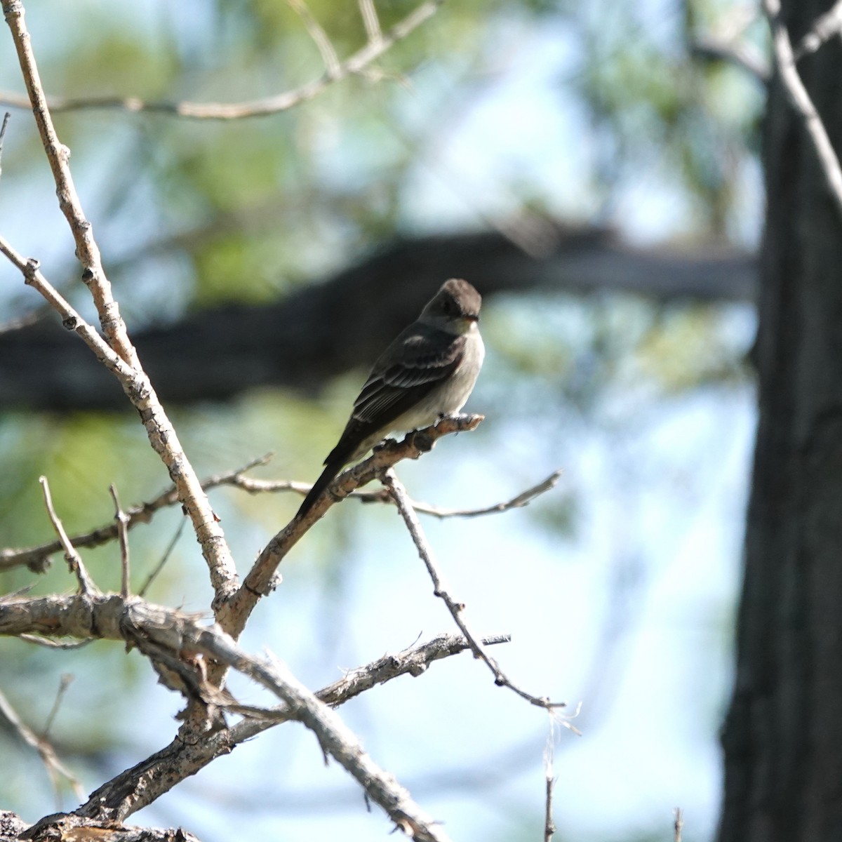 Western Wood-Pewee - George Ho