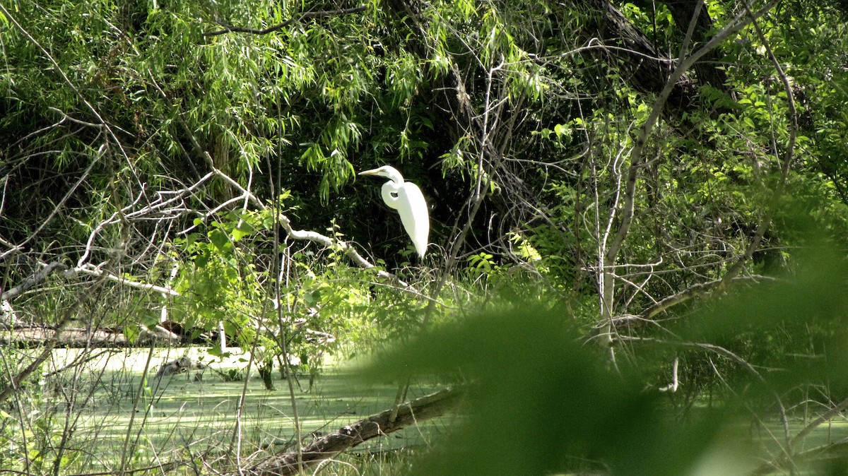 Great Egret - Sheila Sawyer