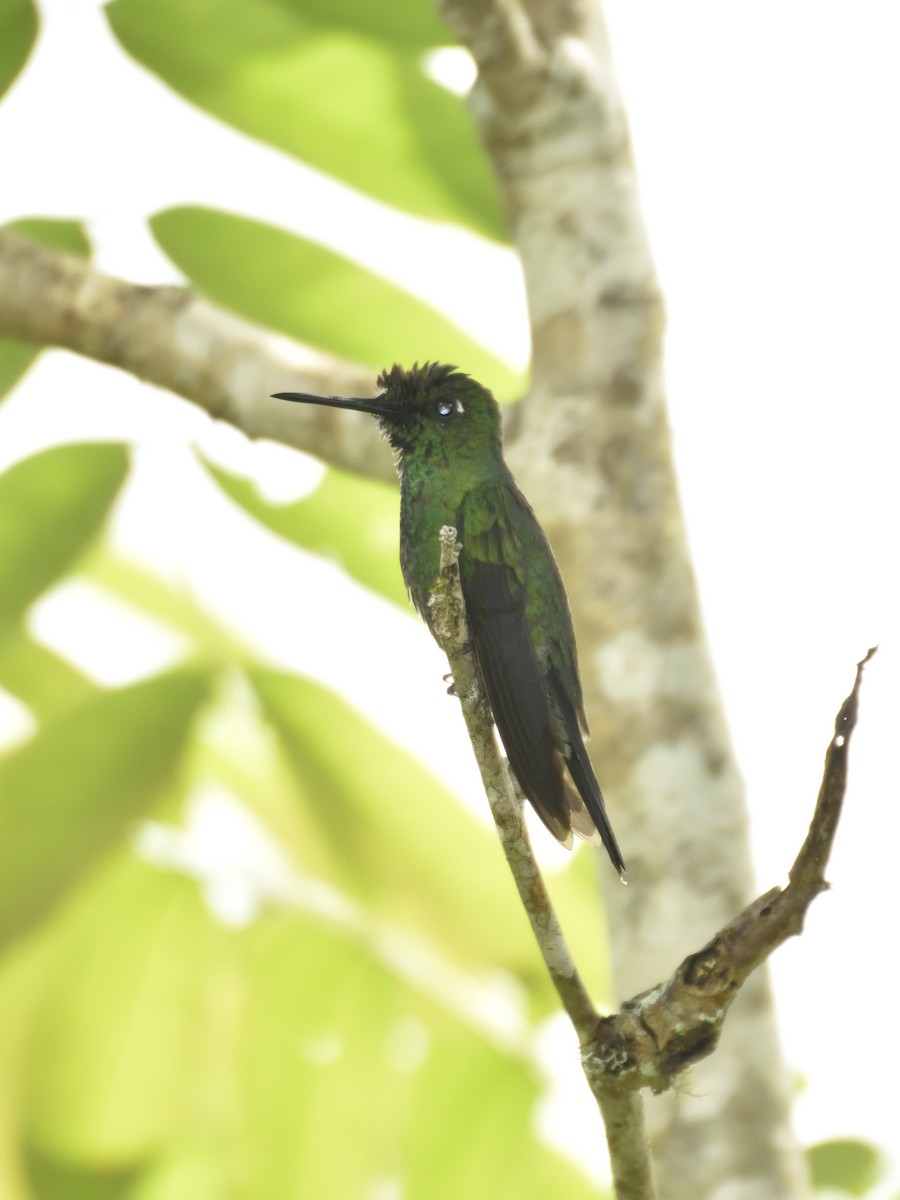 Green-crowned Brilliant - Sebastián Vizcarra