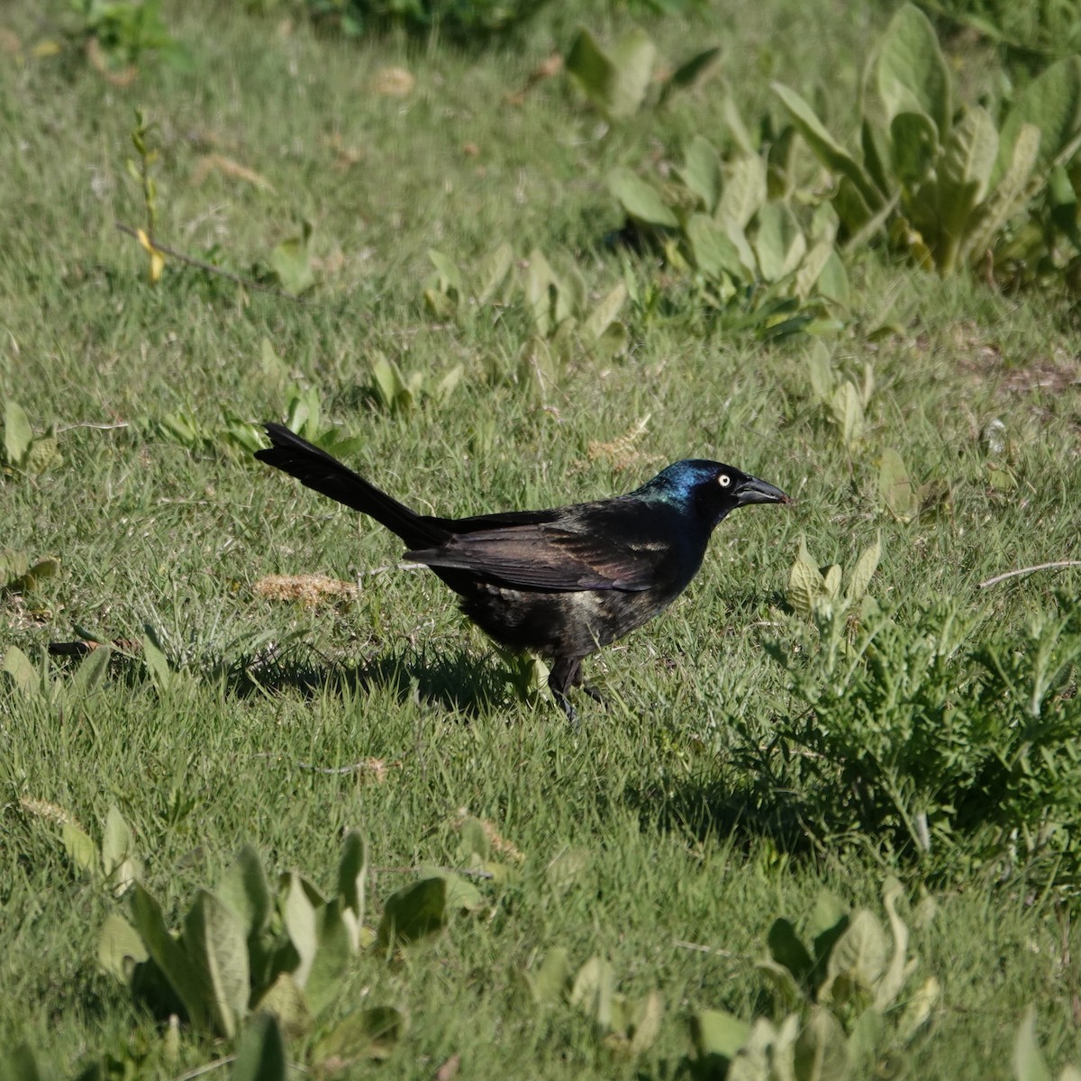 Common Grackle - George Ho