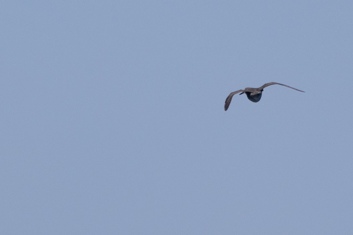 Wandering Tattler - Liam Hutcheson