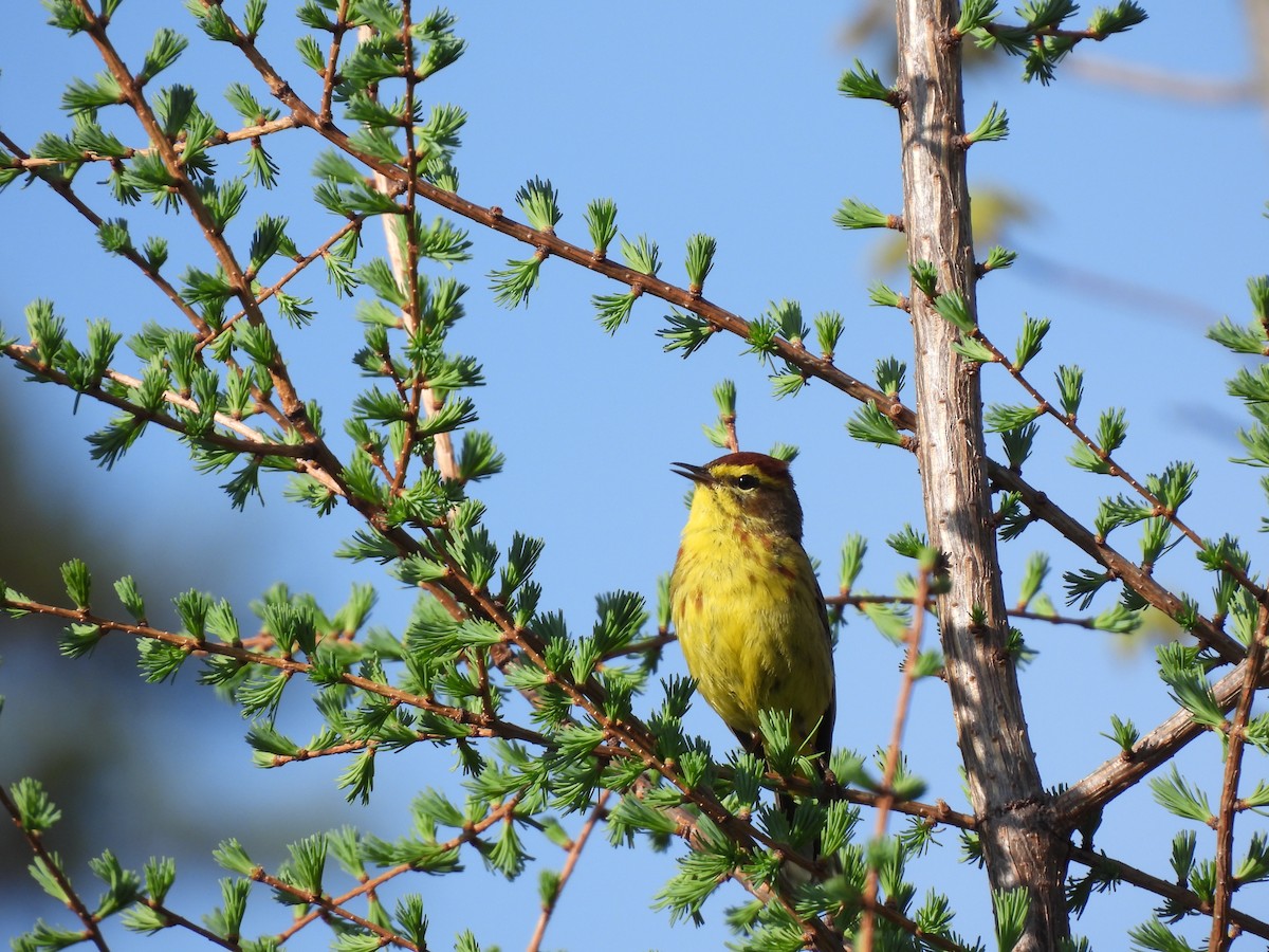 Palm Warbler - Rhonda Langelaan