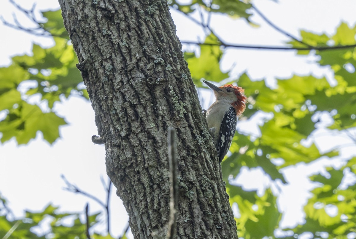 Red-bellied Woodpecker - Liz Pettit