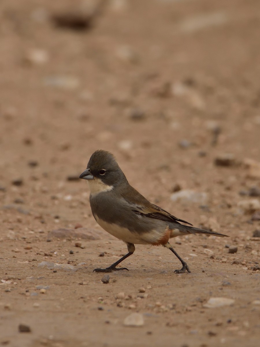 Diuca Finch - Maximiliano Fontana Kriger