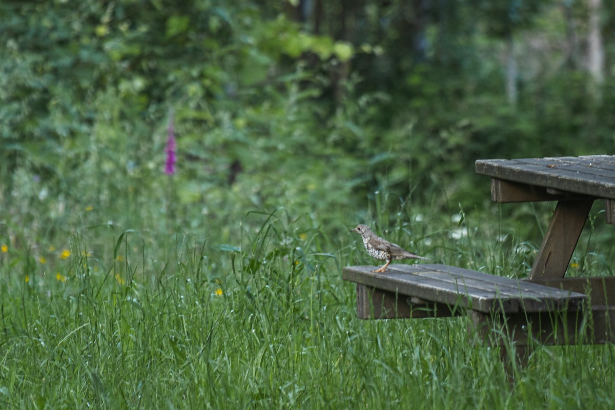 Mistle Thrush - Bruno Alves