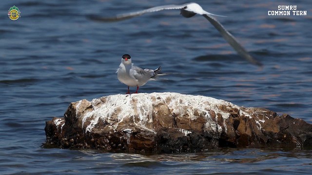 Common Tern - ML619407581