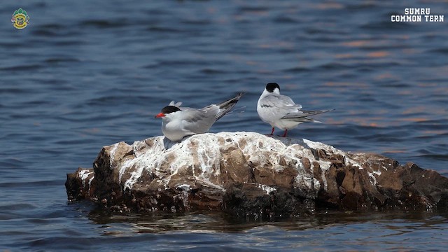 Common Tern - ML619407582