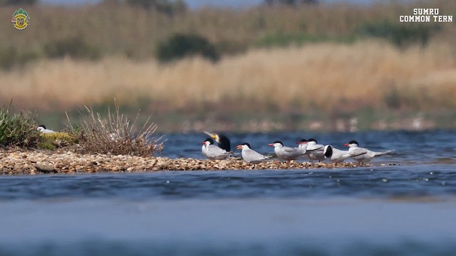 Common Tern - ML619407602