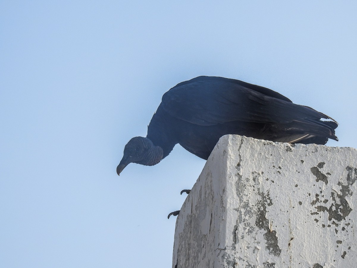 Black Vulture - Sergio Castañeda Ramos