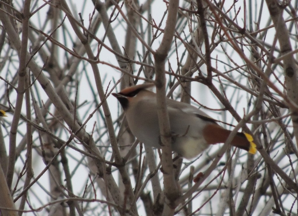 Bohemian Waxwing - Jeff Chapman