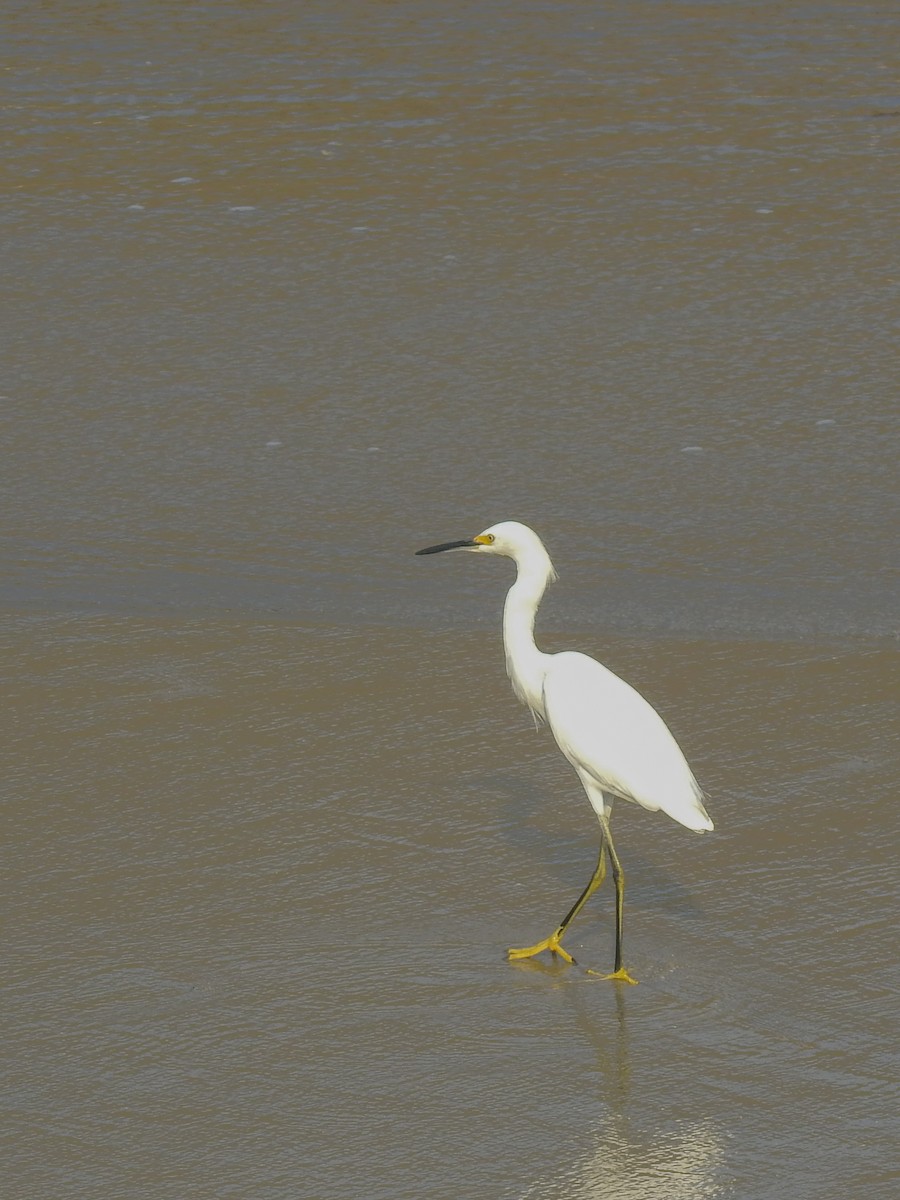 Snowy Egret - Sergio Castañeda Ramos