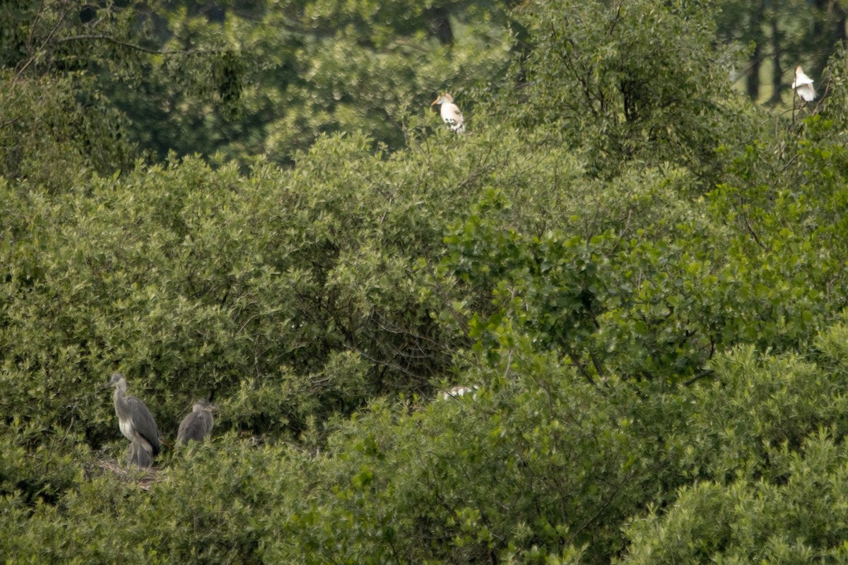 Western Cattle Egret - Letty Roedolf Groenenboom