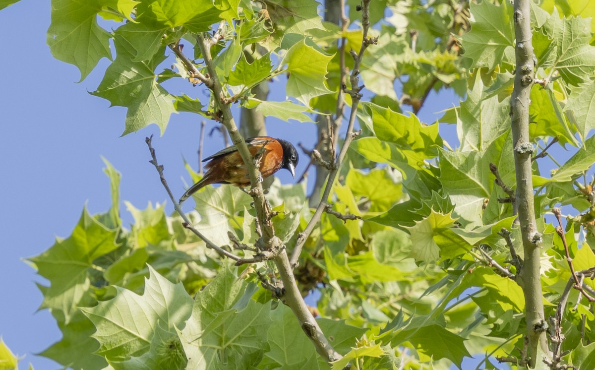 Orchard Oriole - Liz Pettit