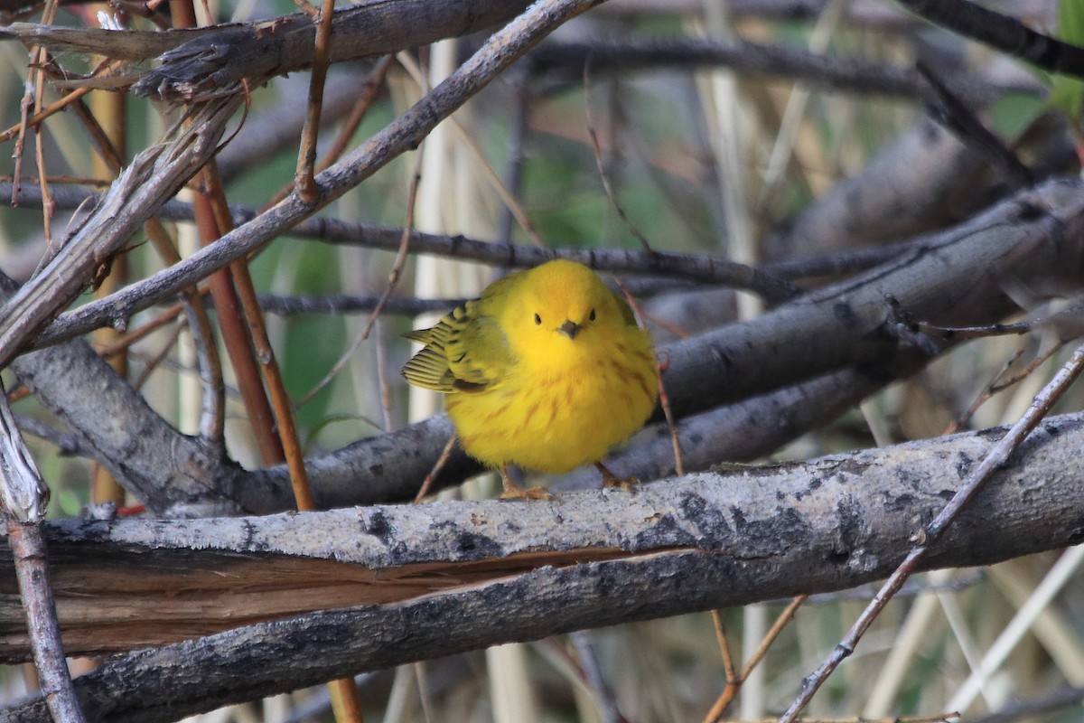 Yellow Warbler - ML619407625