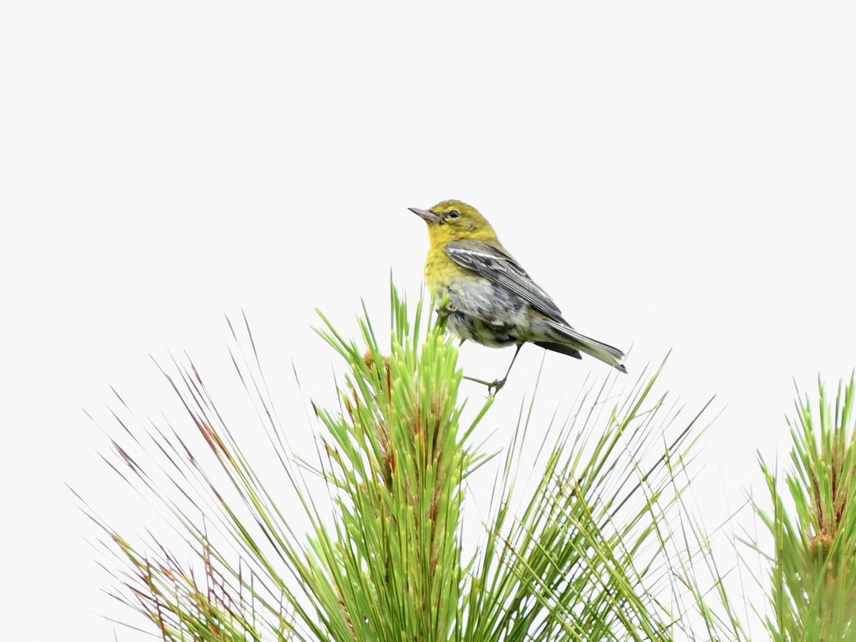 Pine Warbler - Greg Hudson