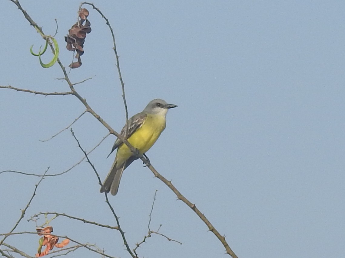 Tropical Kingbird - Sergio Castañeda Ramos