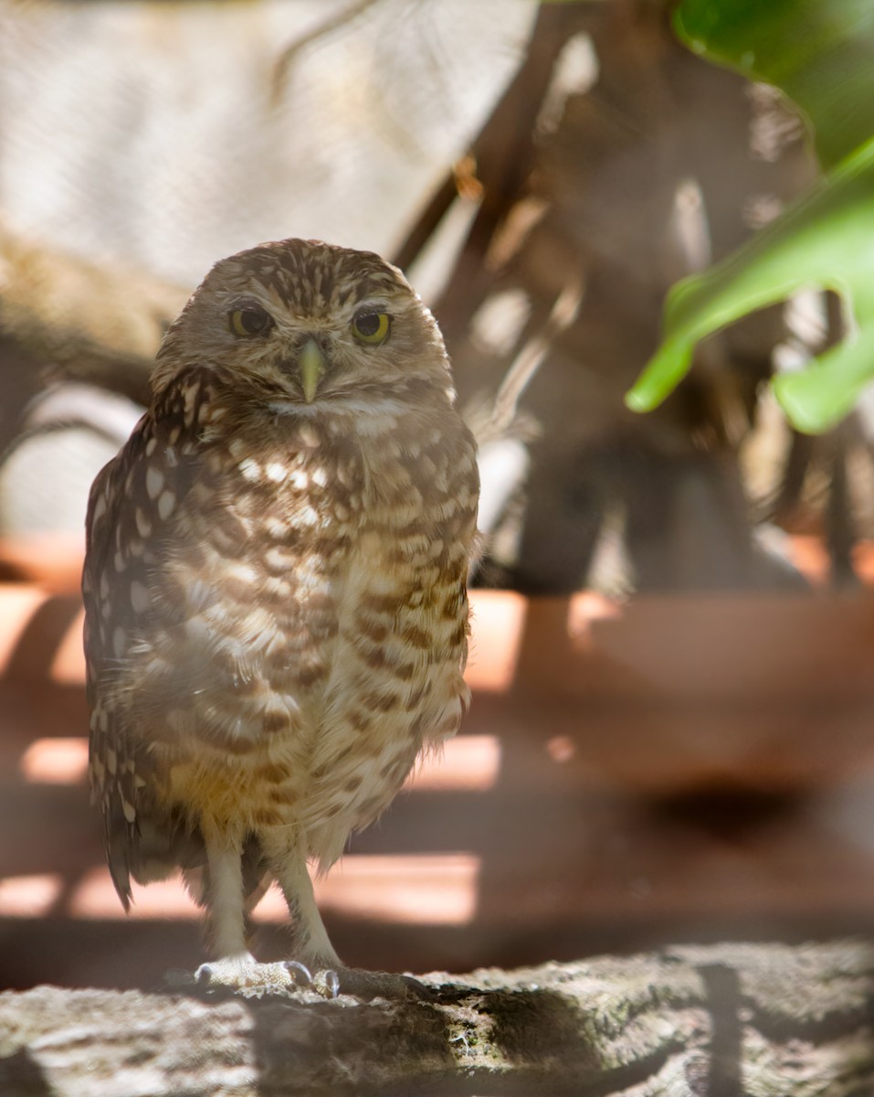 Burrowing Owl - Anonymous