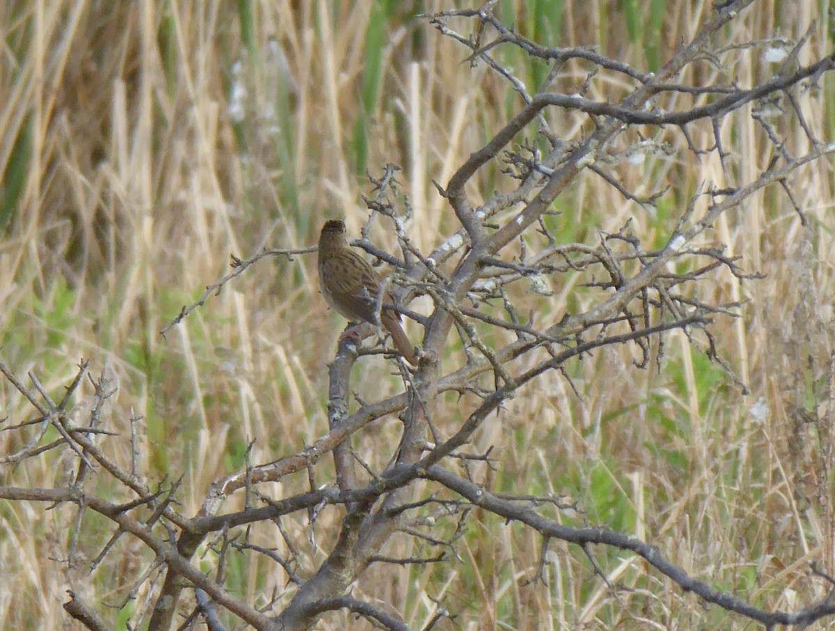 Common Grasshopper Warbler - Jason Anderson