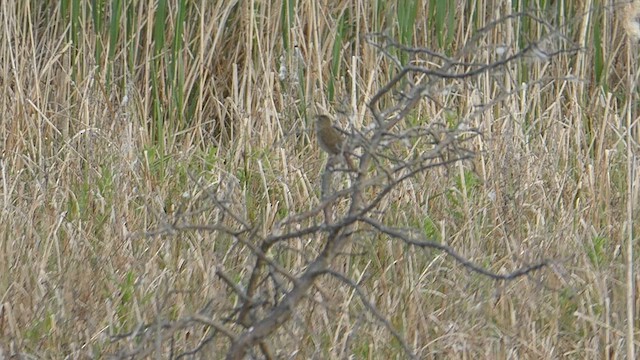 Common Grasshopper Warbler - ML619407652