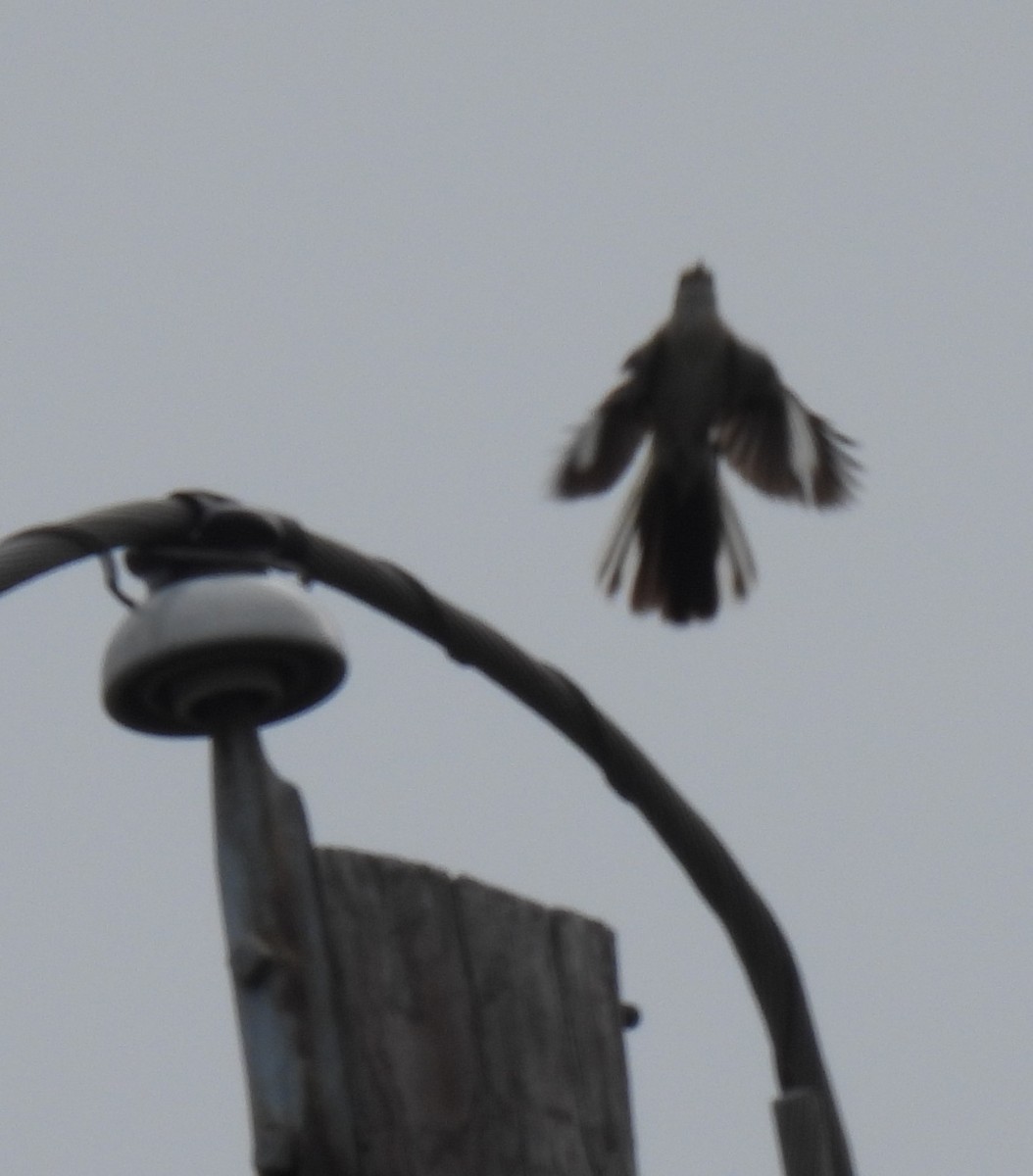 Northern Mockingbird - Shelia Hargis