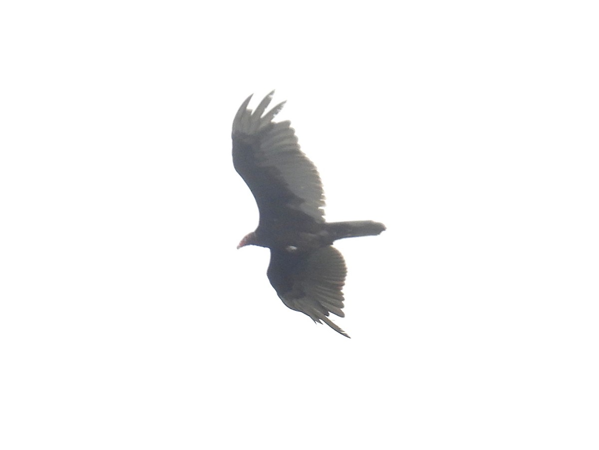 Turkey Vulture - ML619407666