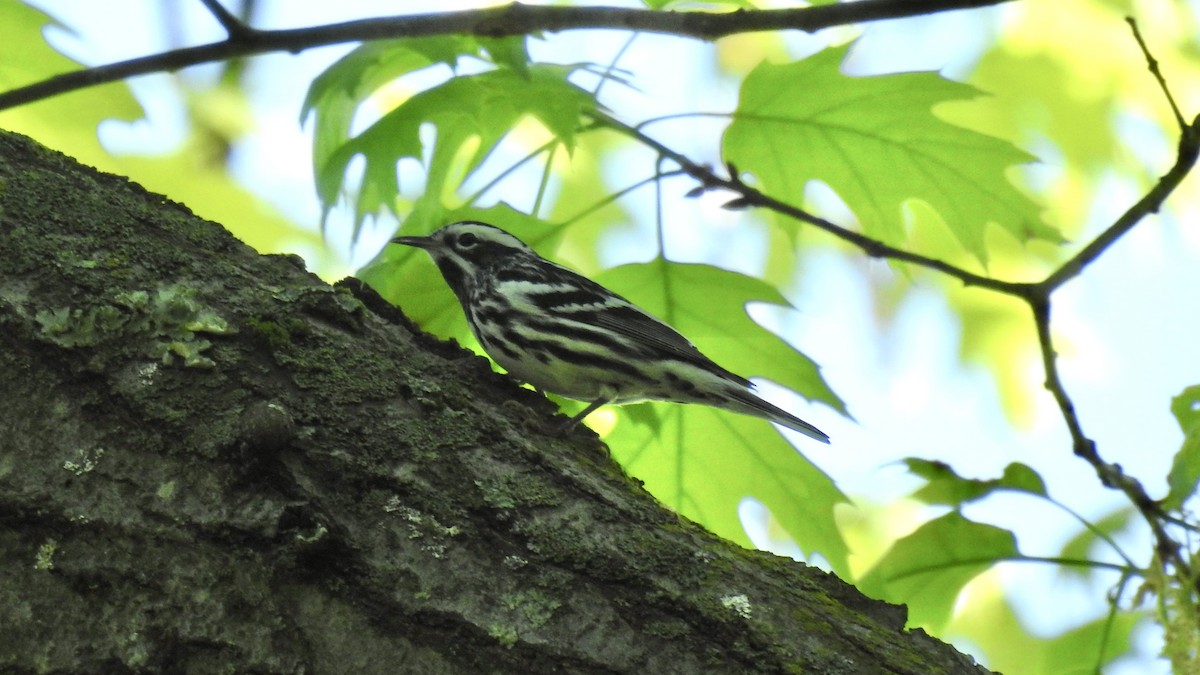 Black-and-white Warbler - ML619407667