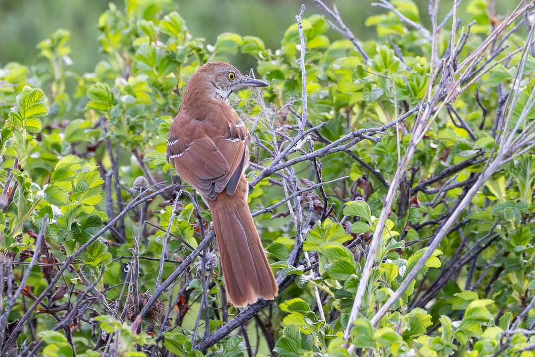 Brown Thrasher - Sheri Minardi