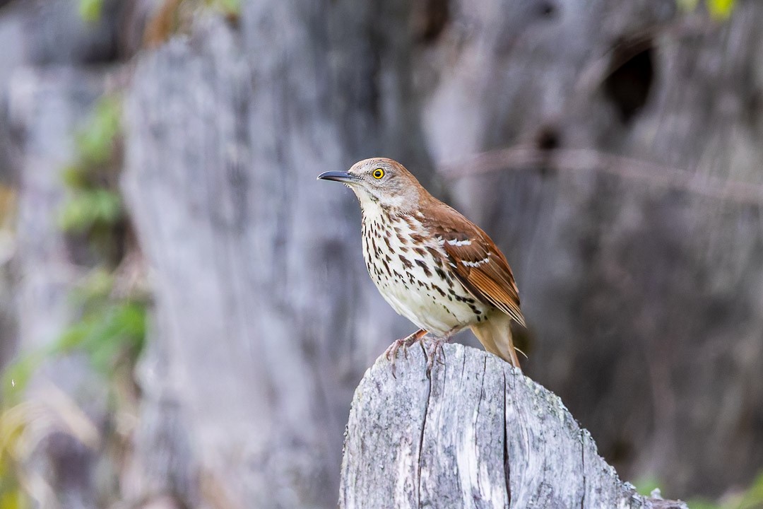 Brown Thrasher - Sheri Minardi