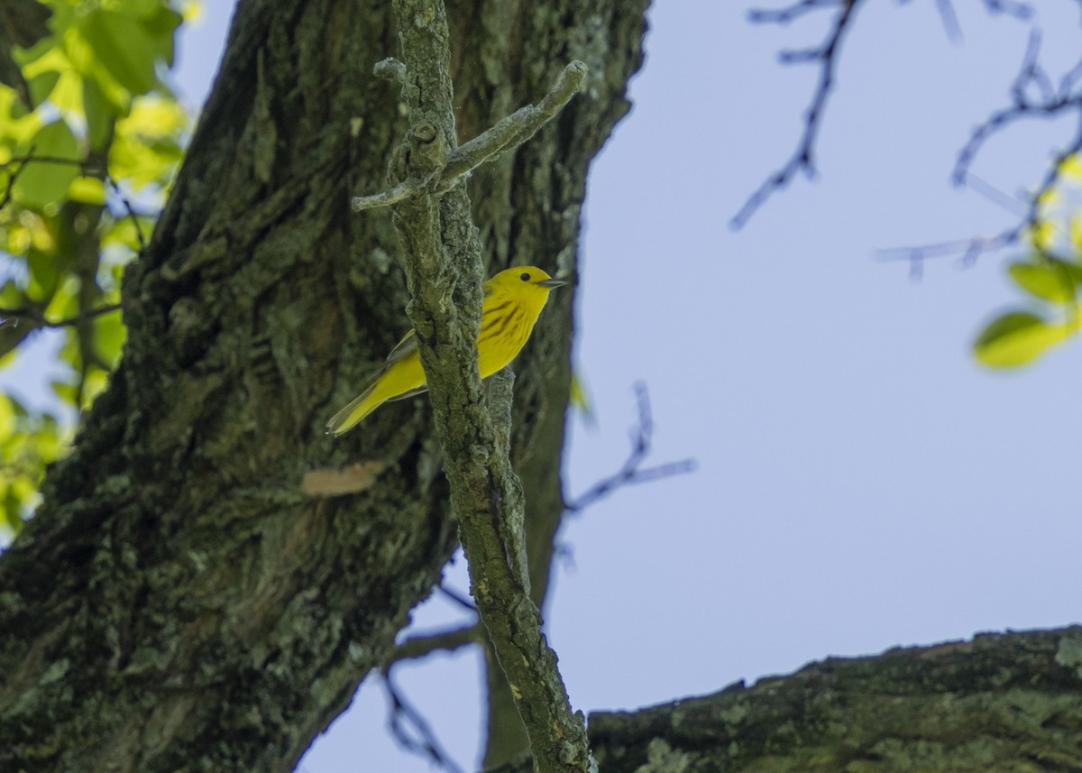 Yellow Warbler - Liz Pettit